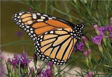 Monarch Butterfly